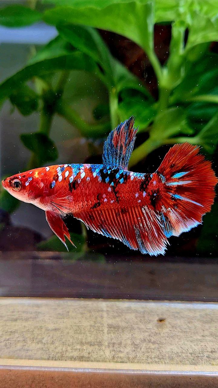 FEMALE HALFMOON BARONGSAI RED WHITE GALAXY MULTICOLOR BETTA FISH