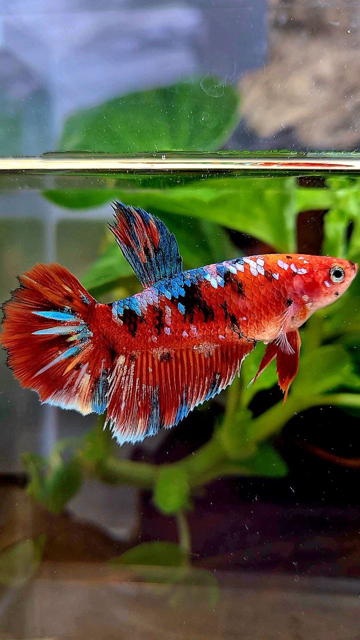 FEMALE HALFMOON BARONGSAI RED WHITE GALAXY MULTICOLOR BETTA FISH