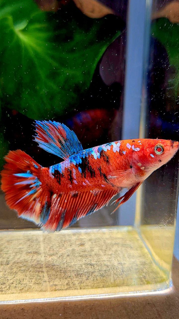 FEMALE HALFMOON BARONGSAI RED WHITE GALAXY MULTICOLOR BETTA FISH