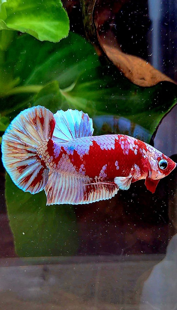 PLAKAT BARONGSAI RED WHITE GALAXY MULTICOLOR BETTA FISH