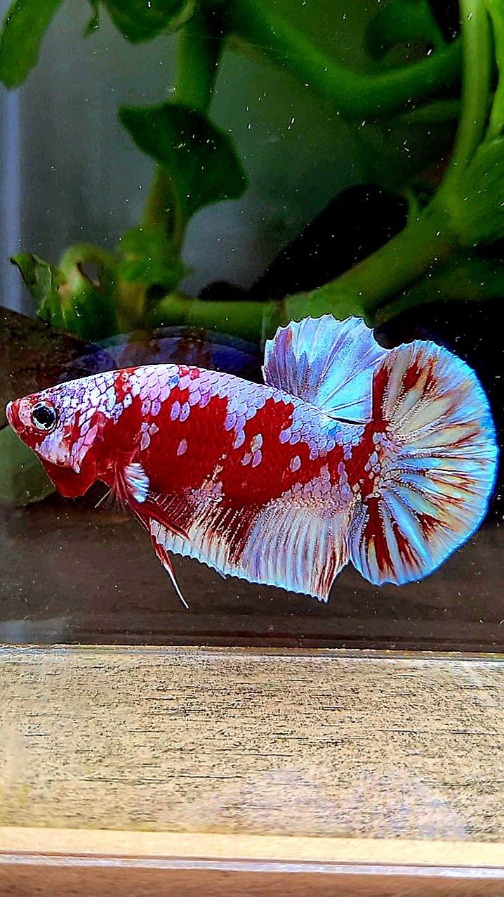 PLAKAT BARONGSAI RED WHITE GALAXY MULTICOLOR BETTA FISH