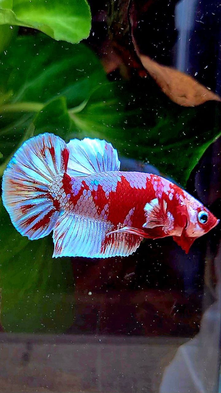 PLAKAT BARONGSAI RED WHITE GALAXY MULTICOLOR BETTA FISH