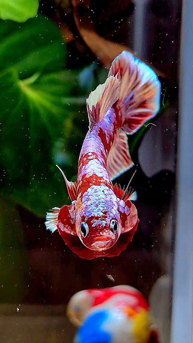 PLAKAT BARONGSAI RED WHITE GALAXY MULTICOLOR BETTA FISH