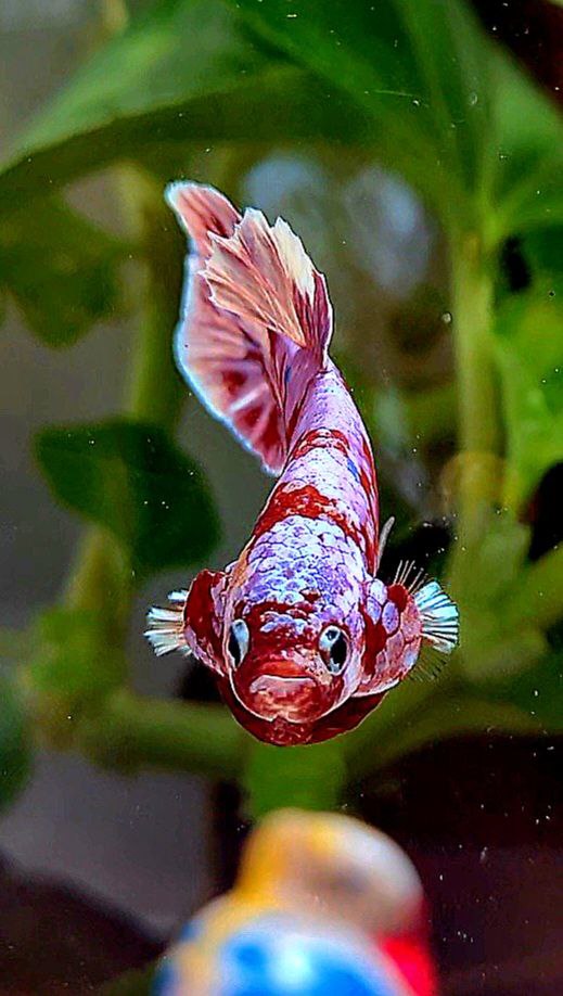 PLAKAT BARONGSAI RED WHITE GALAXY MULTICOLOR BETTA FISH