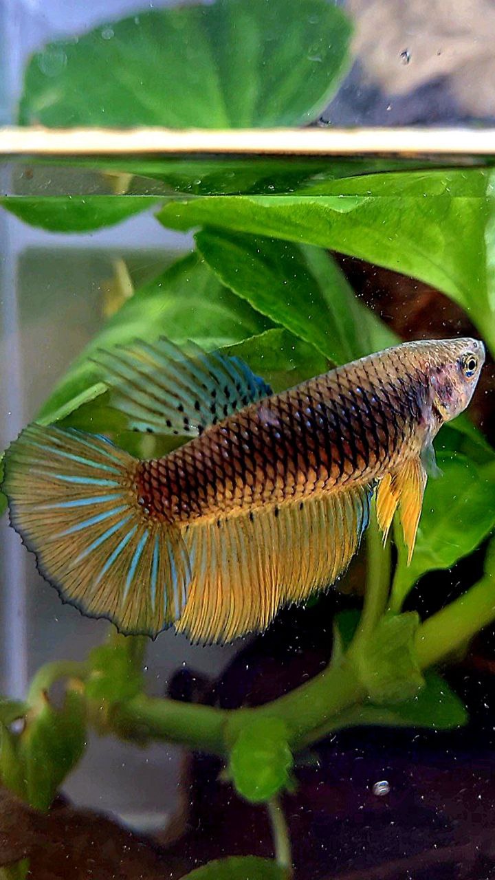 FEMALE HALFMOON BLACK YELLOW MUSTARD GAS BETTA FISH