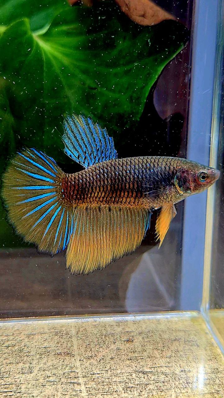 FEMALE HALFMOON BLACK YELLOW MUSTARD GAS BETTA FISH