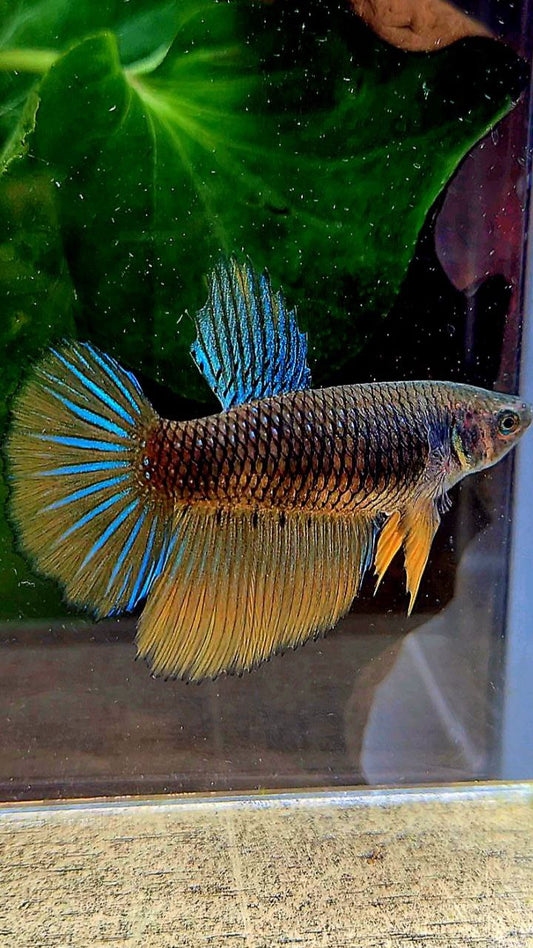 FEMALE HALFMOON BLACK YELLOW MUSTARD GAS BETTA FISH