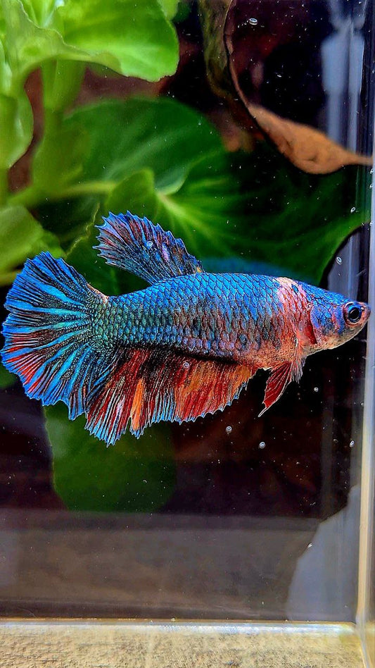 FEMALE HALFMOON BLUE FANCY NEMO MULTICOLOR BETTA FISH
