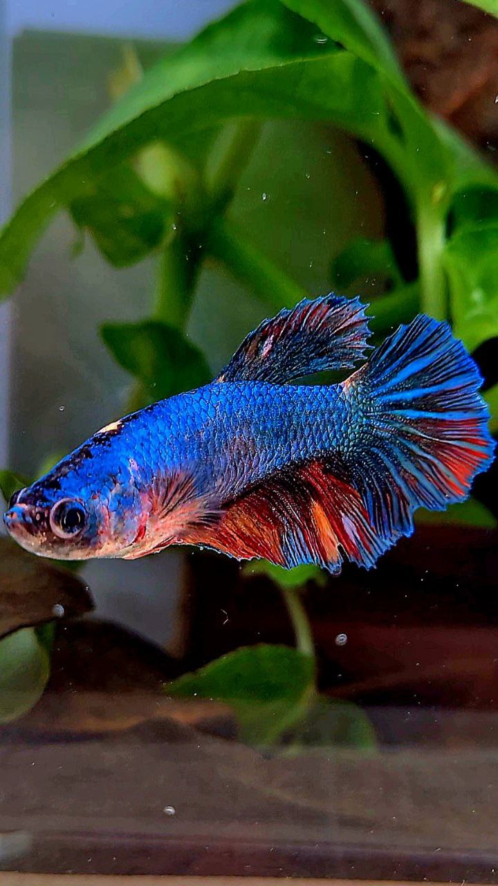 FEMALE HALFMOON BLUE FANCY NEMO MULTICOLOR BETTA FISH