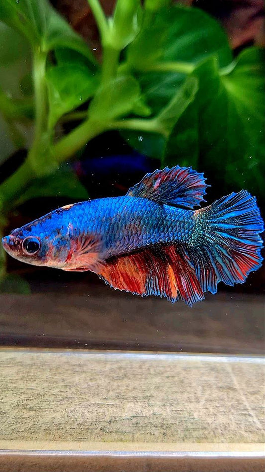 FEMALE HALFMOON BLUE FANCY NEMO MULTICOLOR BETTA FISH