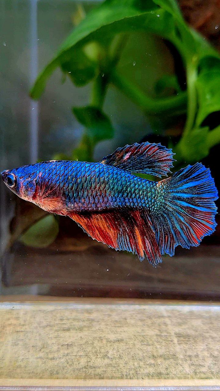 FEMALE HALFMOON BLUE FANCY NEMO MULTICOLOR BETTA FISH