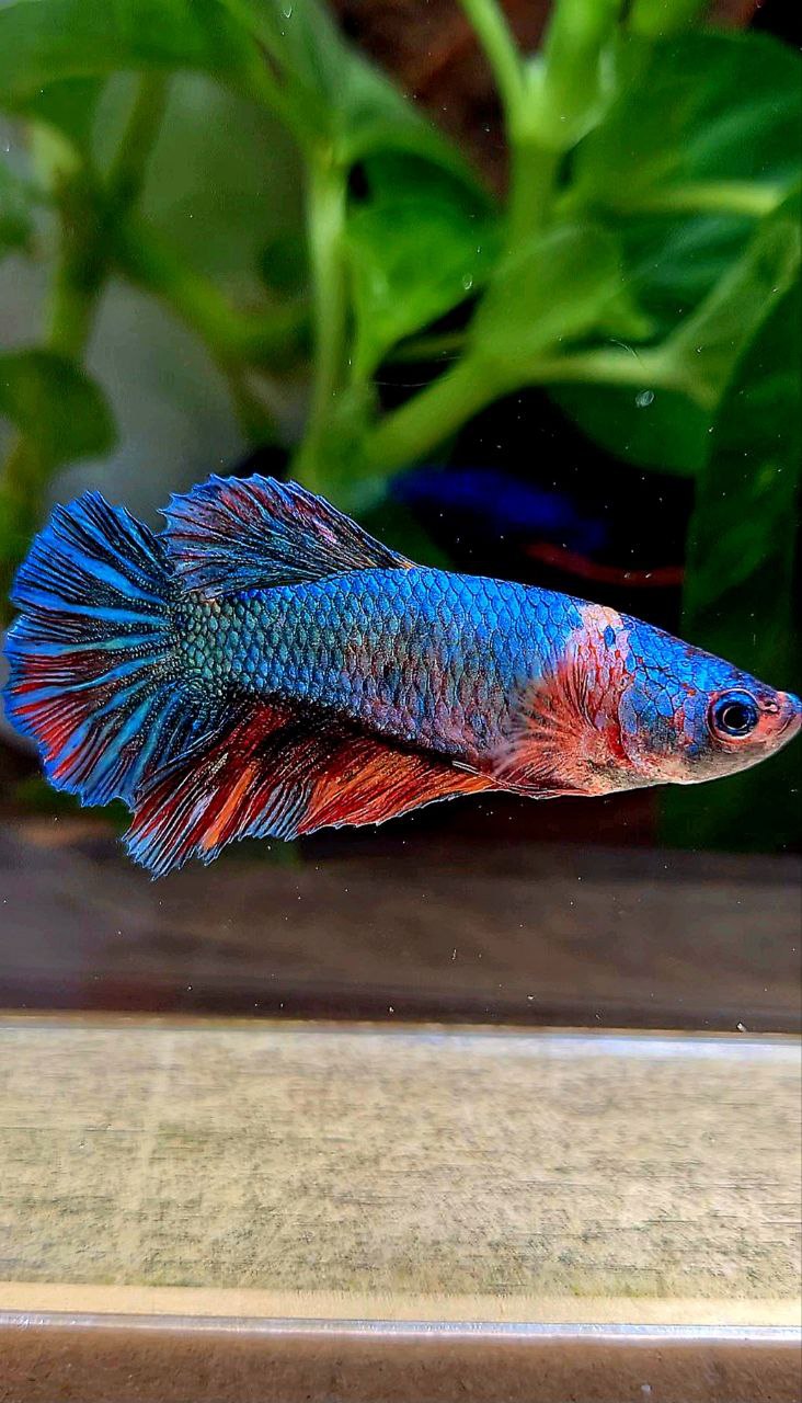 FEMALE HALFMOON BLUE FANCY NEMO MULTICOLOR BETTA FISH