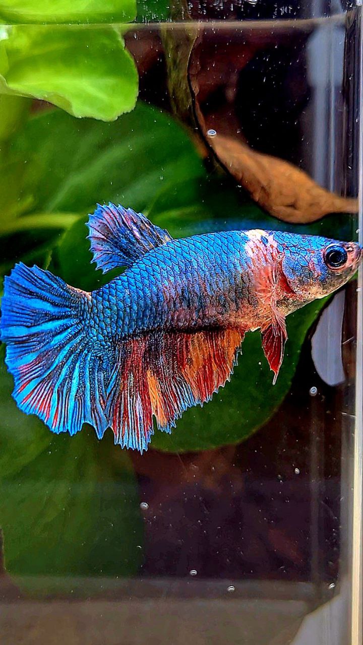 FEMALE HALFMOON BLUE FANCY NEMO MULTICOLOR BETTA FISH