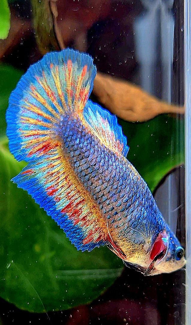 LUXURY PLAKAT SUPER VANDA BLUE PATTERN BETTA FISH