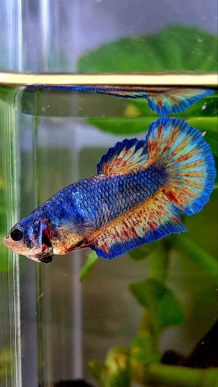 LUXURY PLAKAT SUPER VANDA BLUE PATTERN BETTA FISH