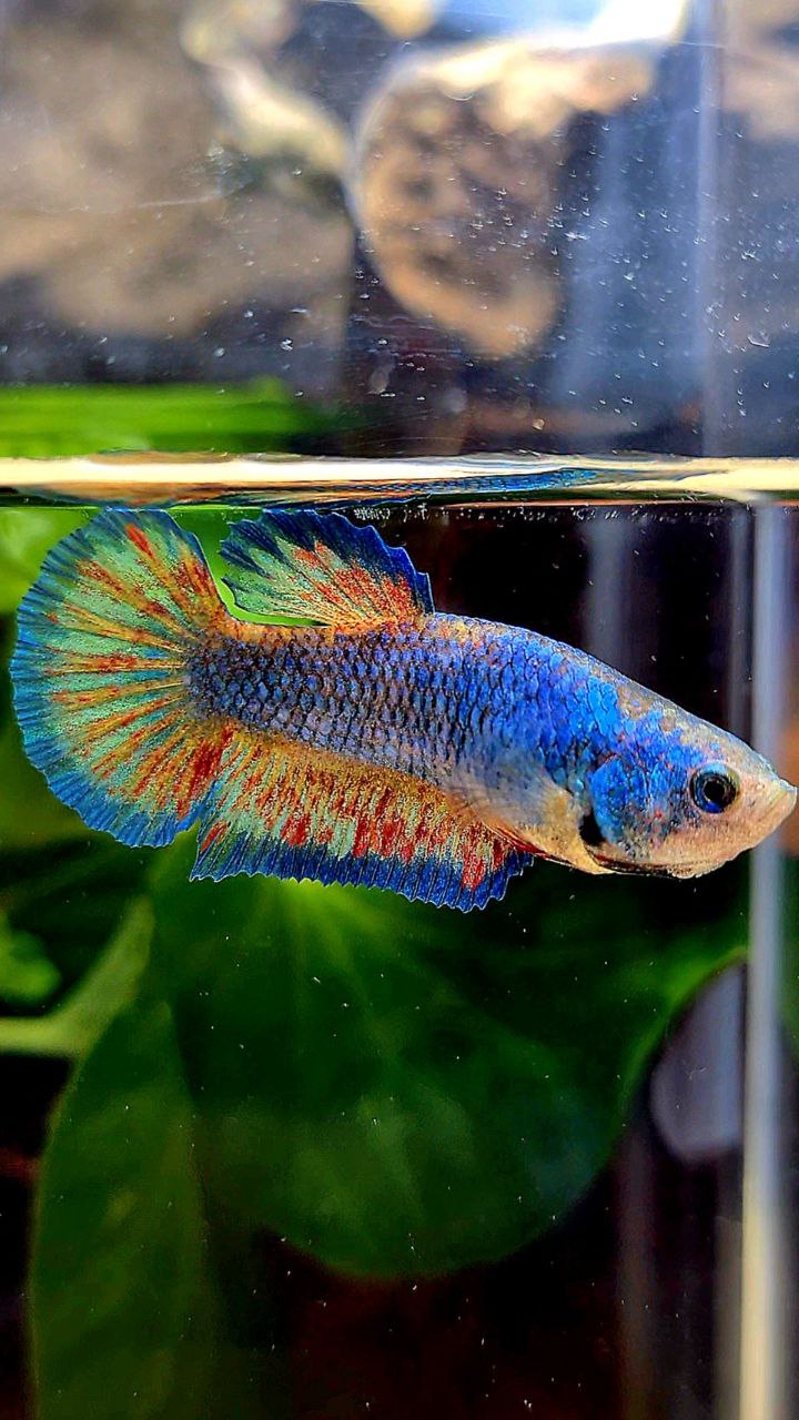 LUXURY PLAKAT SUPER VANDA BLUE PATTERN BETTA FISH