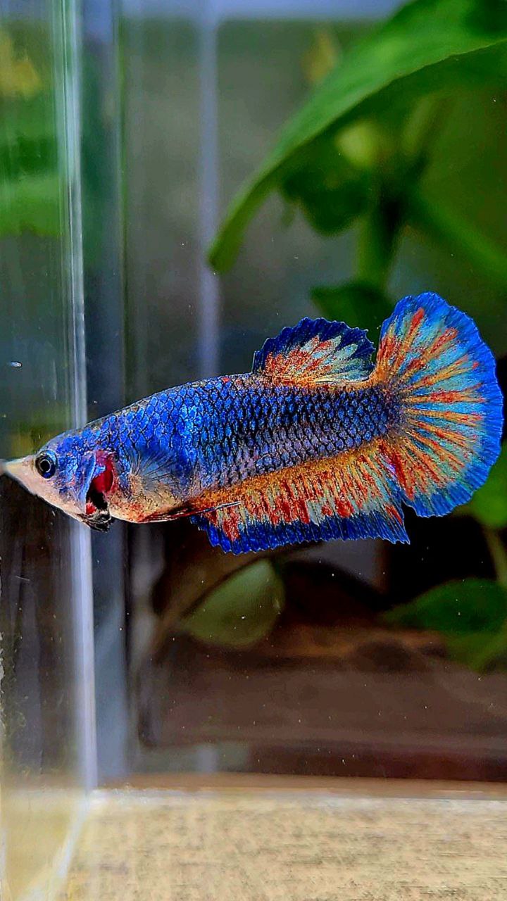 LUXURY PLAKAT SUPER VANDA BLUE PATTERN BETTA FISH