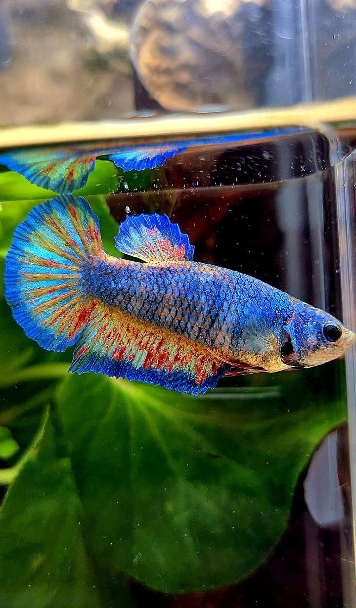 LUXURY PLAKAT SUPER VANDA BLUE PATTERN BETTA FISH