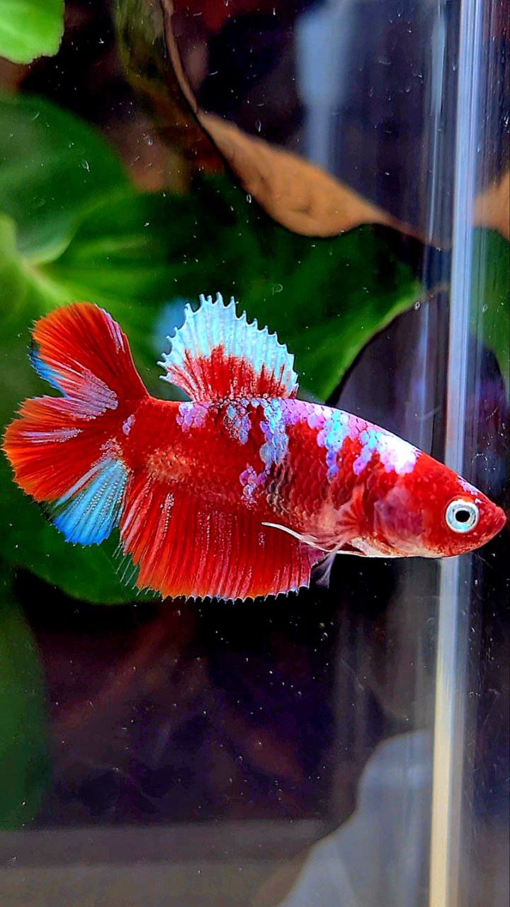 FEMALE HALFMOON DOUBLE TAIL BARONGSAI RED WHITE GALAXY MULTICOLOR BETTA FISH