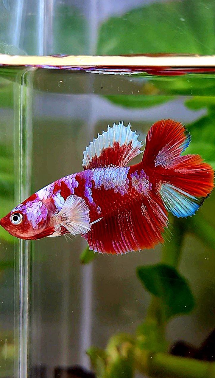 FEMALE HALFMOON DOUBLE TAIL BARONGSAI RED WHITE GALAXY MULTICOLOR BETTA FISH