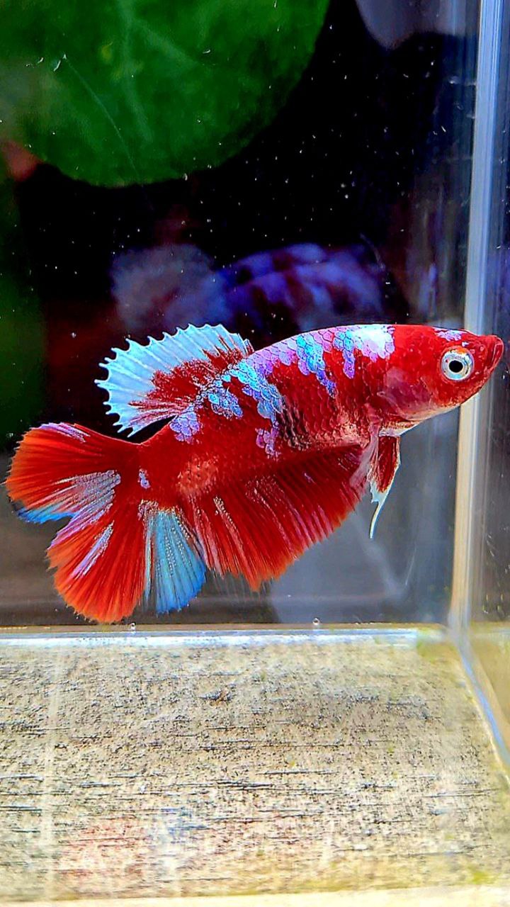 FEMALE HALFMOON DOUBLE TAIL BARONGSAI RED WHITE GALAXY MULTICOLOR BETTA FISH