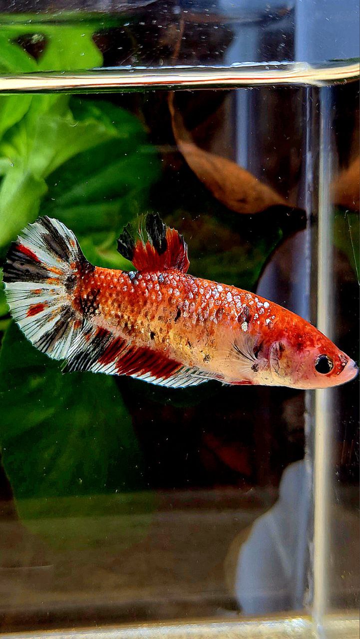 FEMALE XL PLAKAT KOI COPPER MULTICOLOR BETTA FISH
