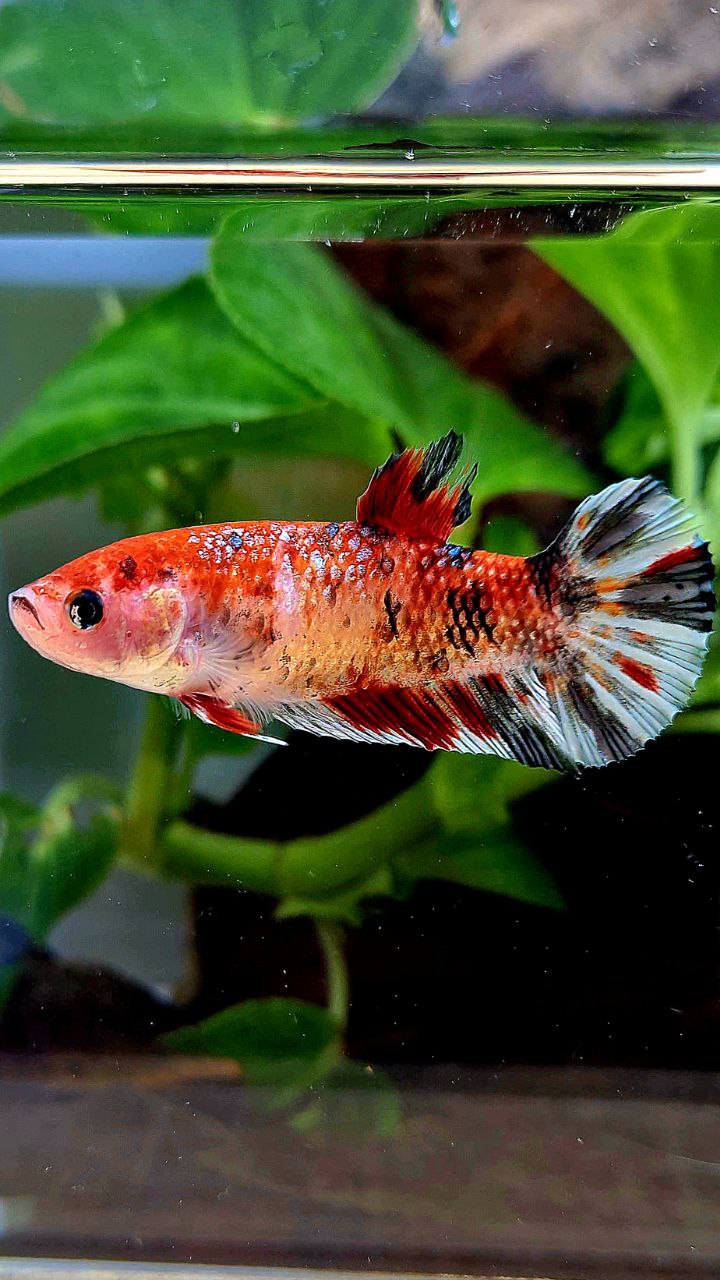 FEMALE XL PLAKAT KOI COPPER MULTICOLOR BETTA FISH