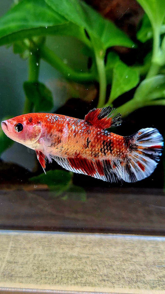 FEMALE XL PLAKAT KOI COPPER MULTICOLOR BETTA FISH
