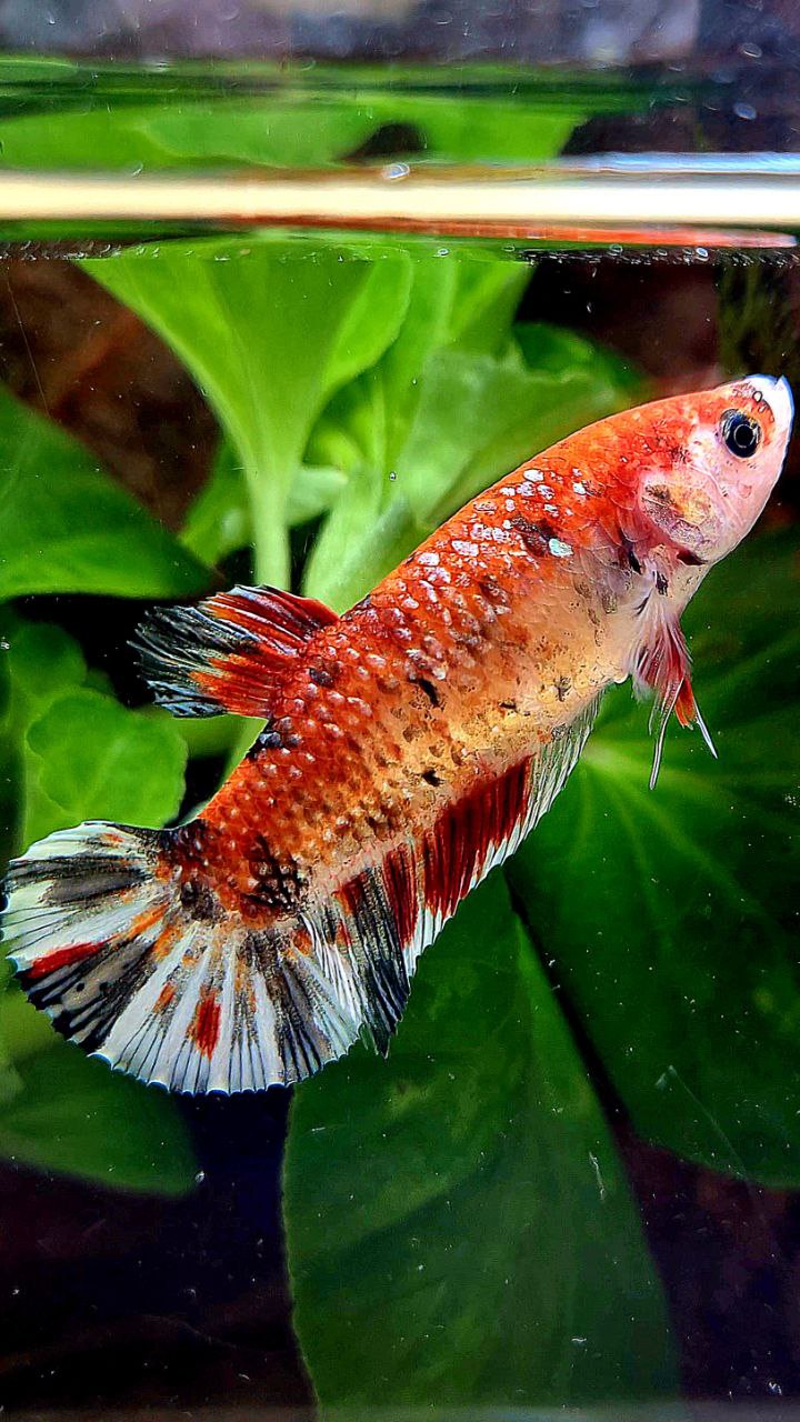 FEMALE XL PLAKAT KOI COPPER MULTICOLOR BETTA FISH