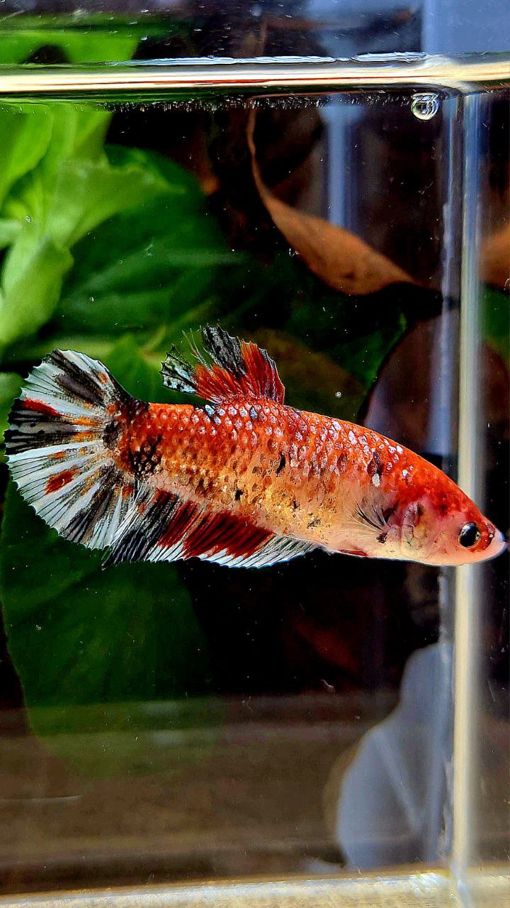FEMALE XL PLAKAT KOI COPPER MULTICOLOR BETTA FISH