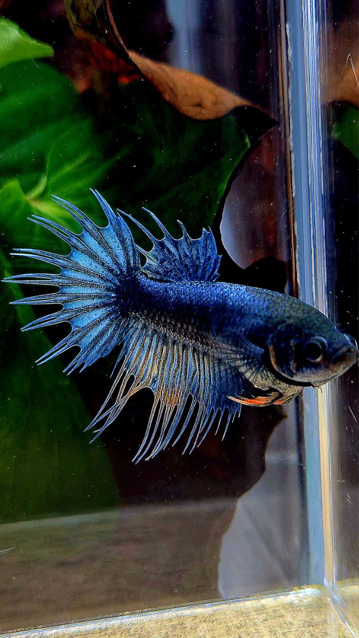 FEMALE KING CROWNTAIL DARK BLUE BETTA FISH