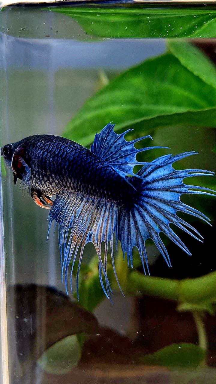 FEMALE KING CROWNTAIL DARK BLUE BETTA FISH