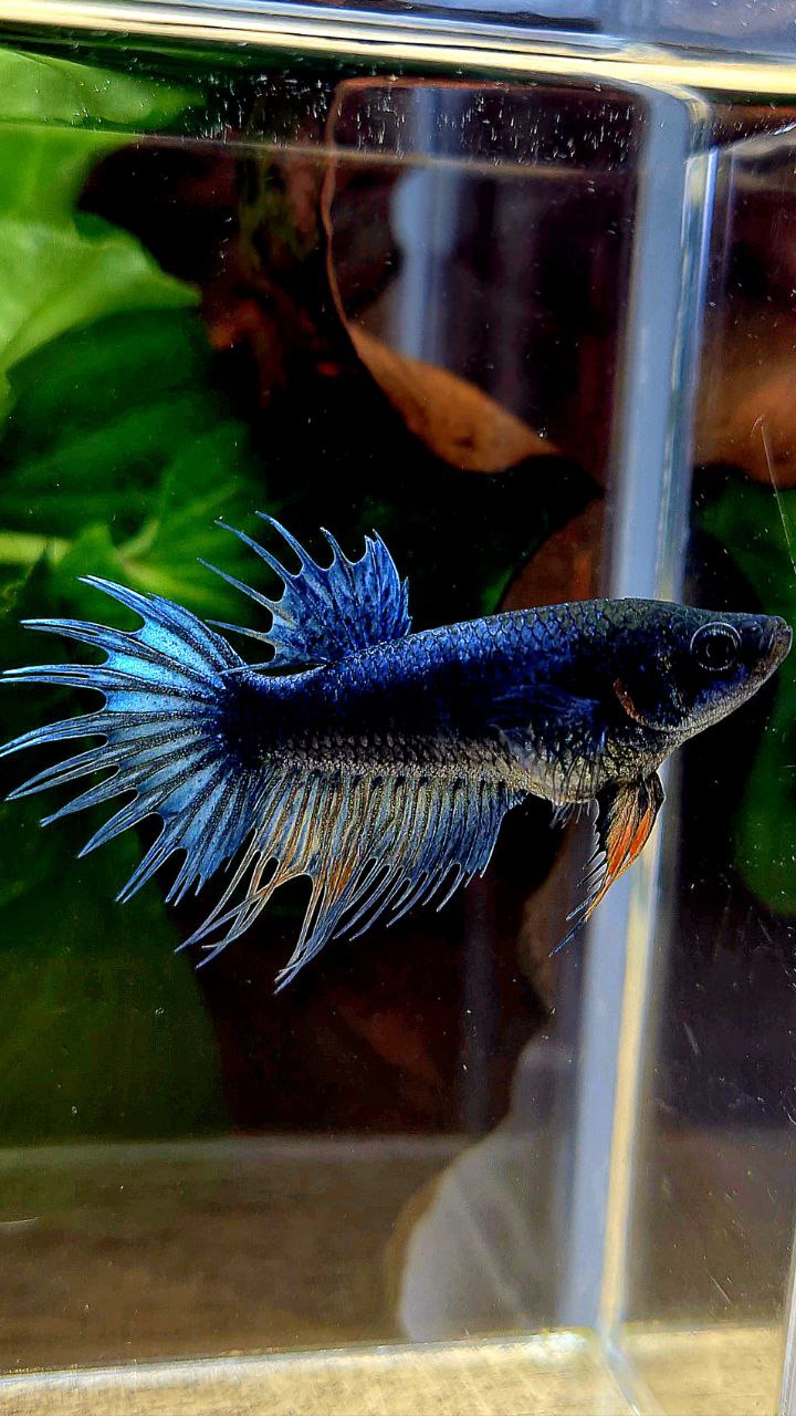 FEMALE KING CROWNTAIL DARK BLUE BETTA FISH