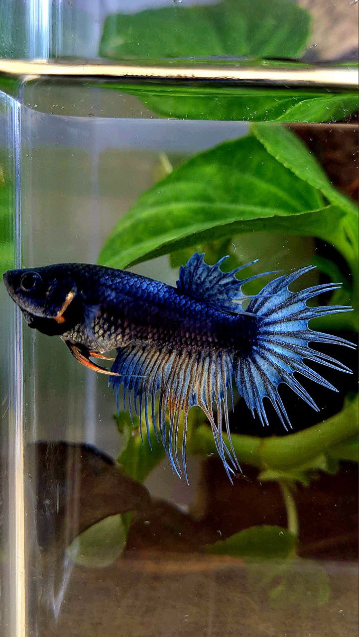 FEMALE KING CROWNTAIL DARK BLUE BETTA FISH