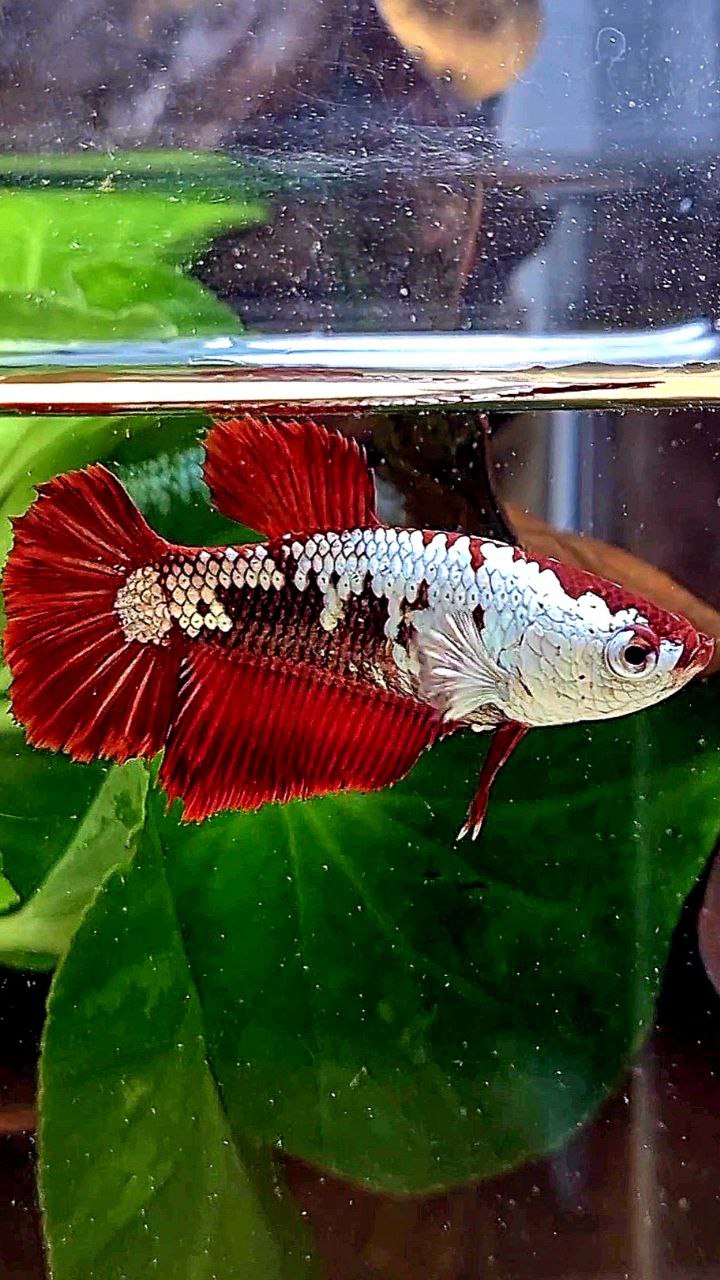 LUXURY FEMALE HALFMOON RED MAMBA SAMURAI SNOW MASKING BETTA FISH