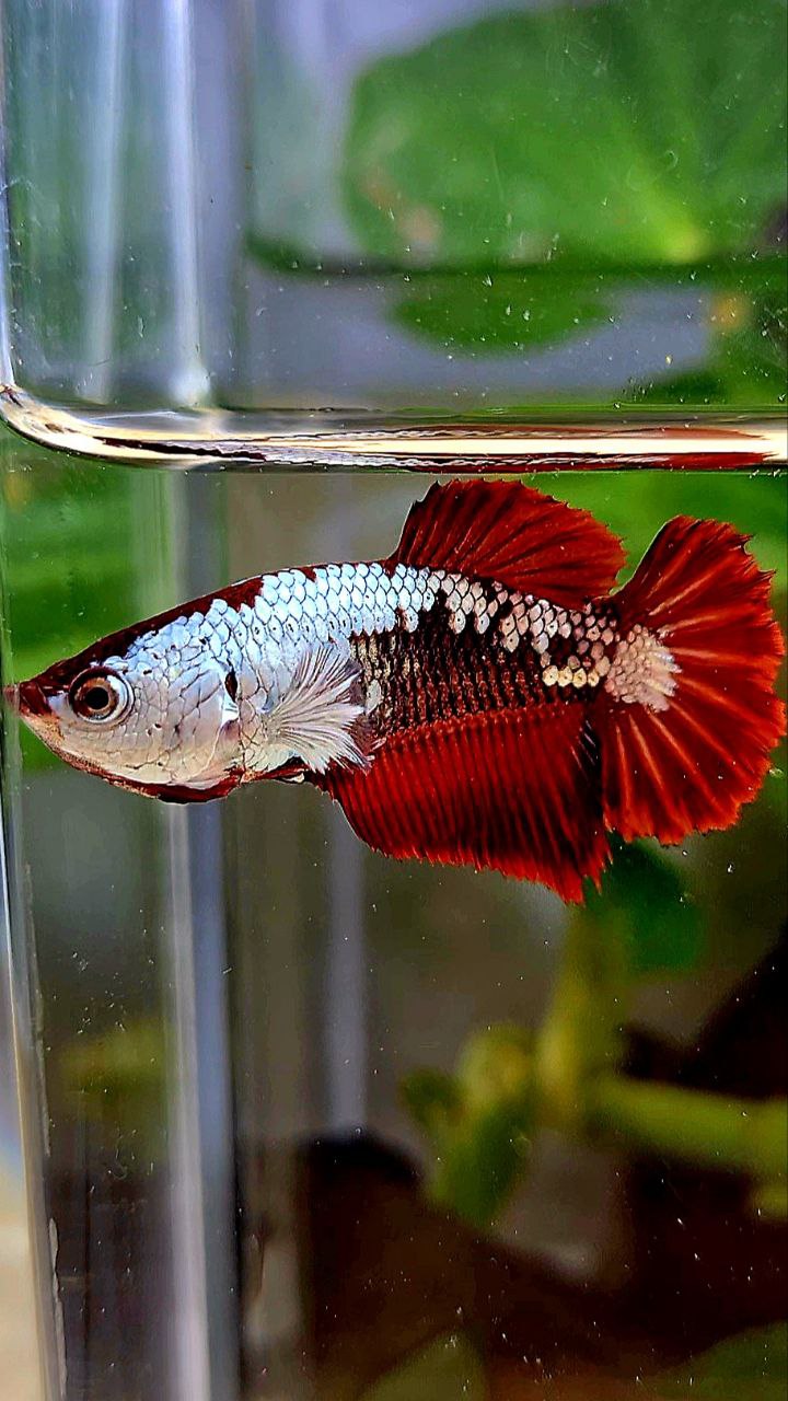 LUXURY FEMALE HALFMOON RED MAMBA SAMURAI SNOW MASKING BETTA FISH