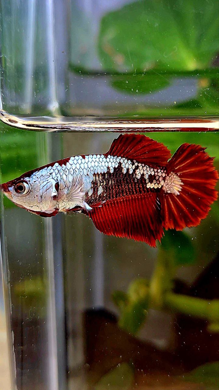 LUXURY FEMALE HALFMOON RED MAMBA SAMURAI SNOW MASKING BETTA FISH