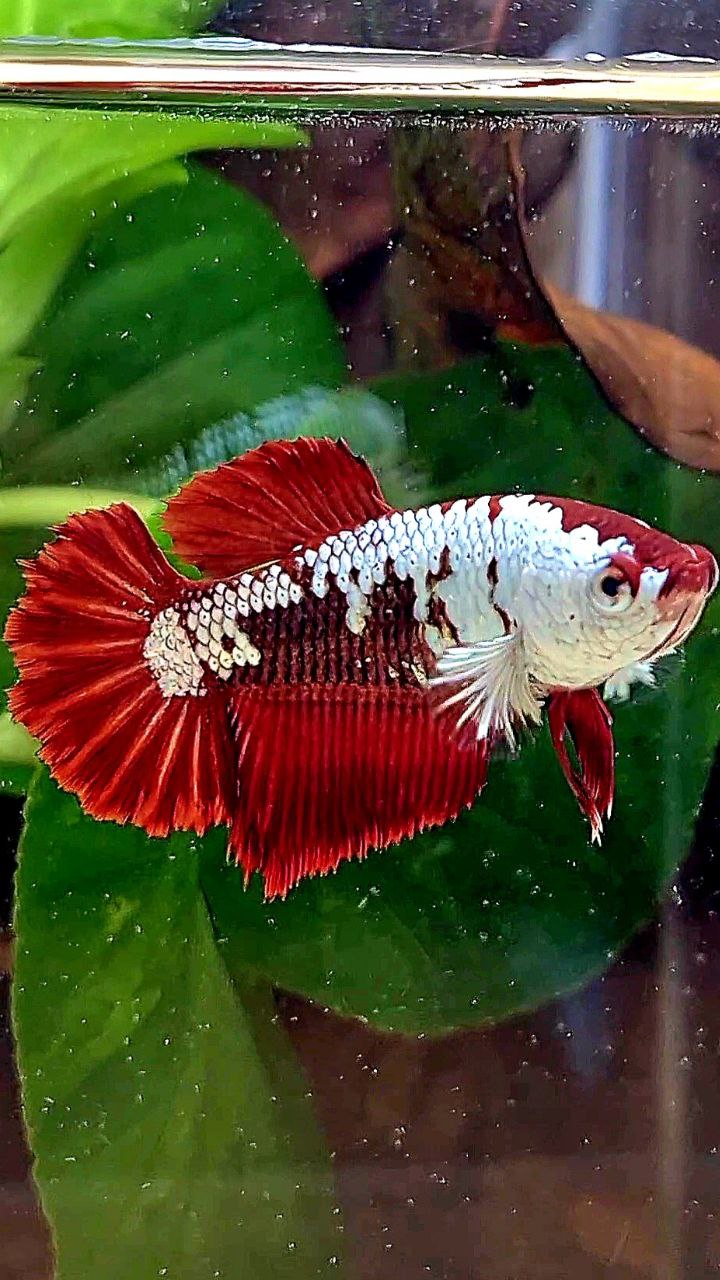 LUXURY FEMALE HALFMOON RED MAMBA SAMURAI SNOW MASKING BETTA FISH