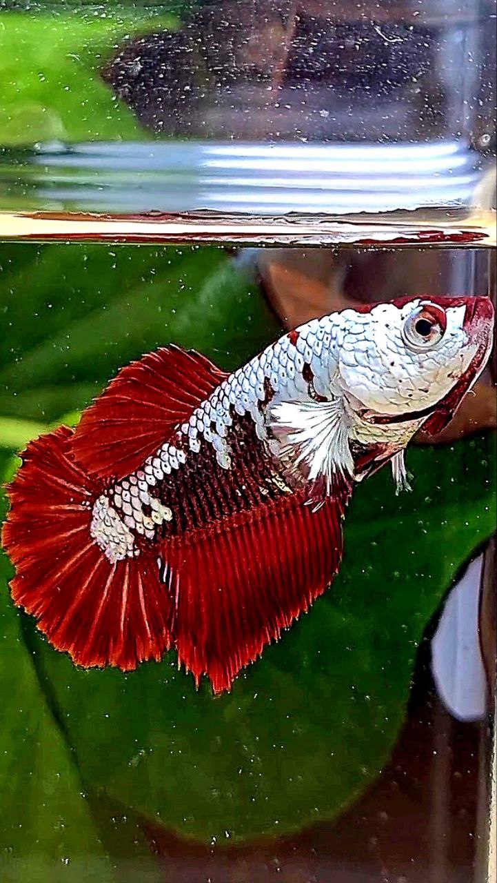 LUXURY FEMALE HALFMOON RED MAMBA SAMURAI SNOW MASKING BETTA FISH