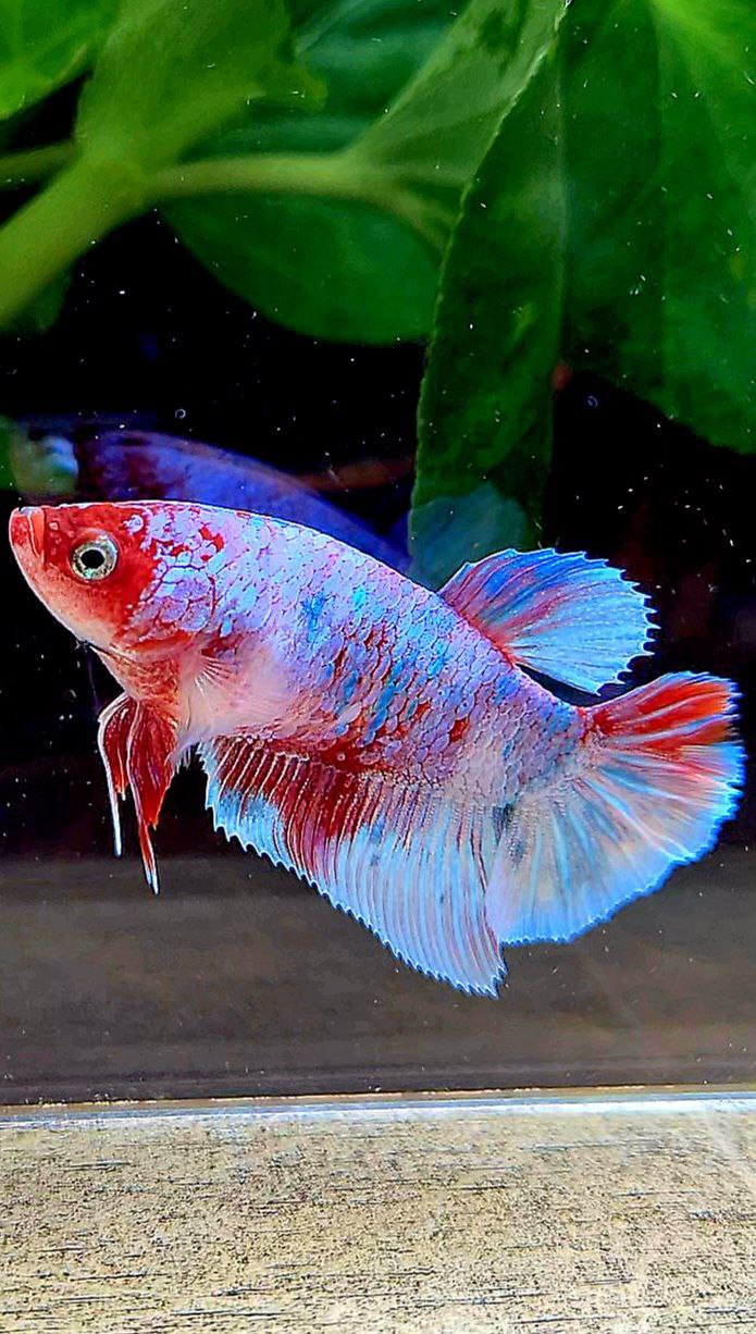 FEMALE HALFMOON BARONGSAI RED WHITE GALAXY MULTICOLOR BETTA FISH