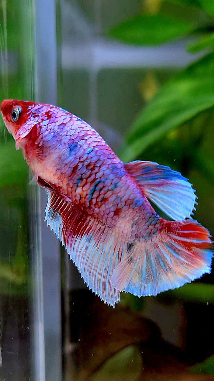 FEMALE HALFMOON BARONGSAI RED WHITE GALAXY MULTICOLOR BETTA FISH