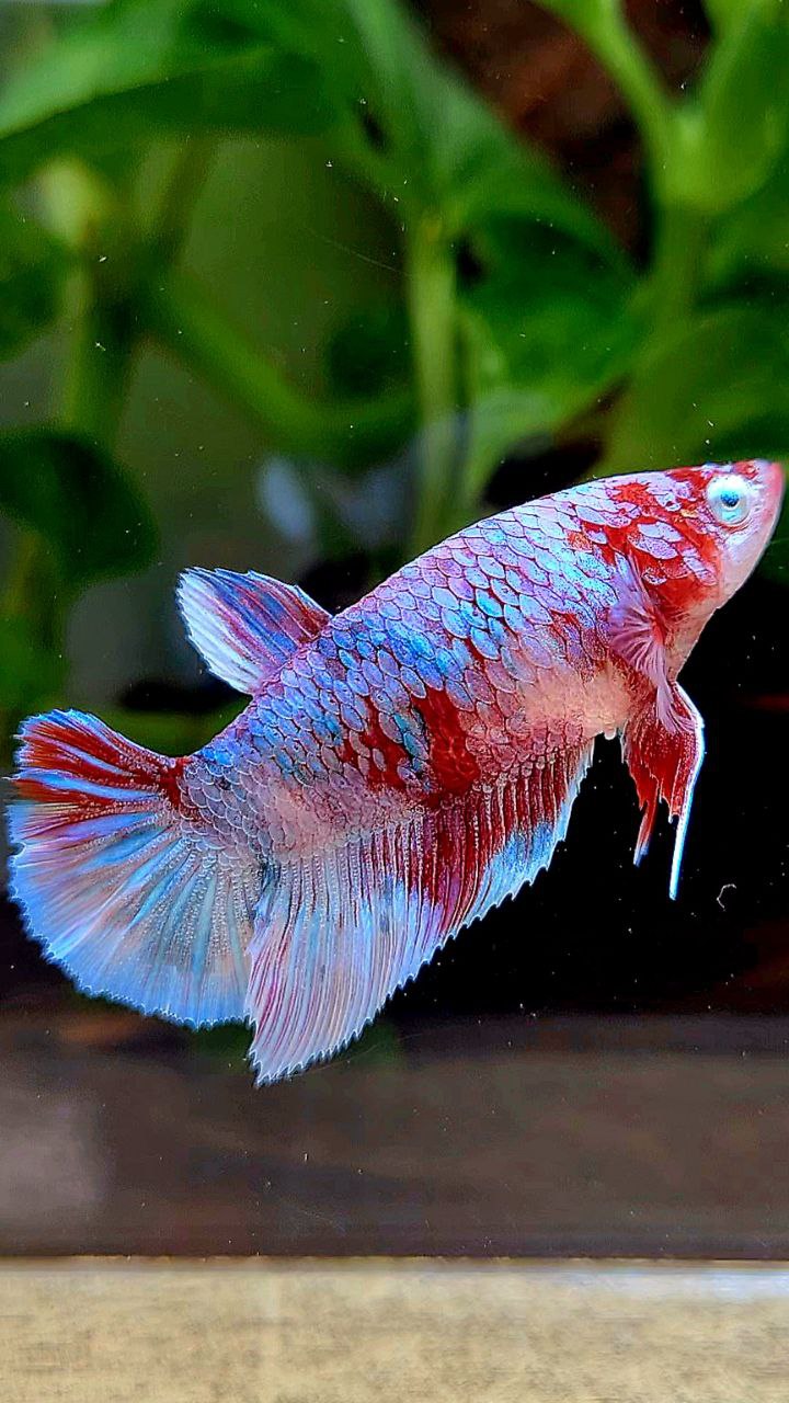 FEMALE HALFMOON BARONGSAI RED WHITE GALAXY MULTICOLOR BETTA FISH