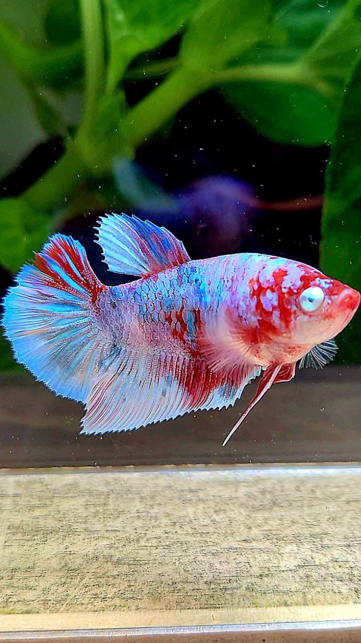 FEMALE HALFMOON BARONGSAI RED WHITE GALAXY MULTICOLOR BETTA FISH