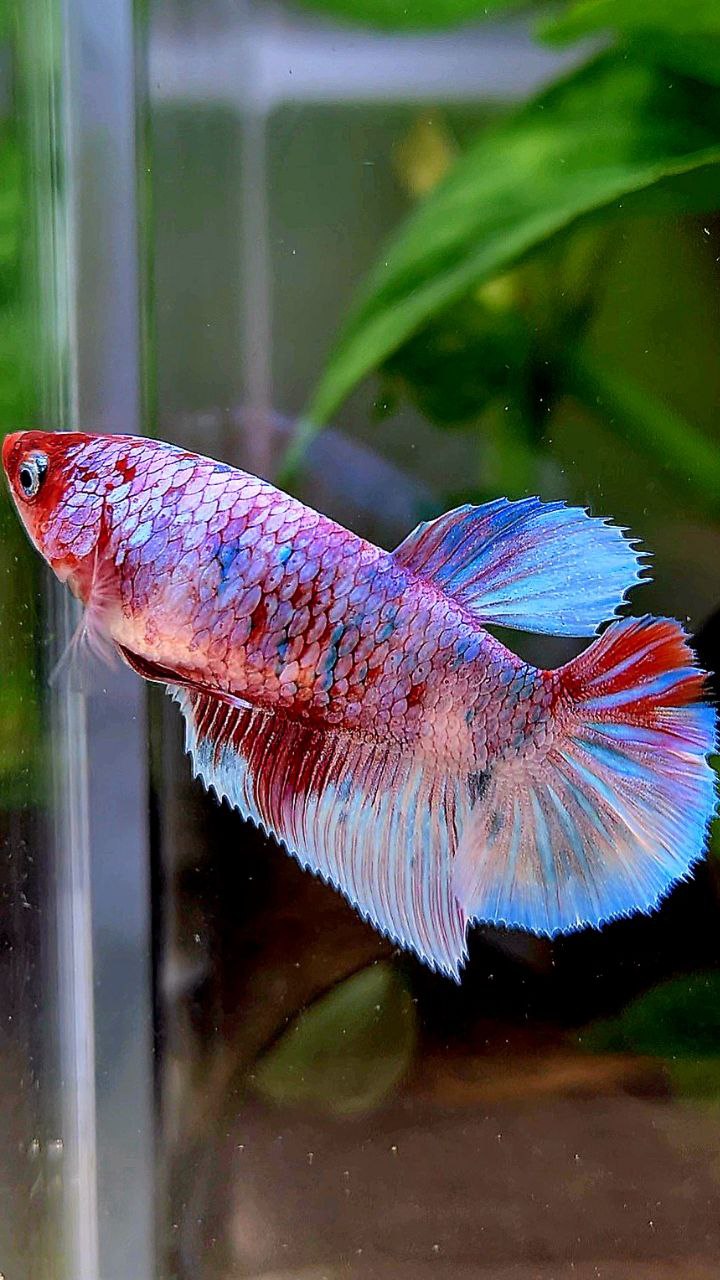 FEMALE HALFMOON BARONGSAI RED WHITE GALAXY MULTICOLOR BETTA FISH