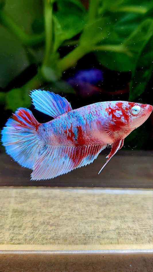 FEMALE HALFMOON BARONGSAI RED WHITE GALAXY MULTICOLOR BETTA FISH