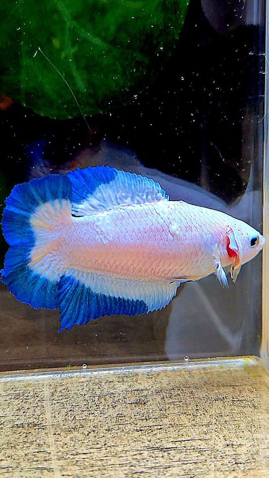 FEMALE PLAKAT DOUBLE TAIL BLUE RIM BUTTERFLY BETTA FISH minus warts