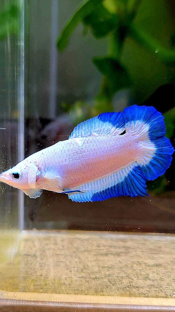 FEMALE PLAKAT DOUBLE TAIL BLUE RIM BUTTERFLY BETTA FISH minus warts