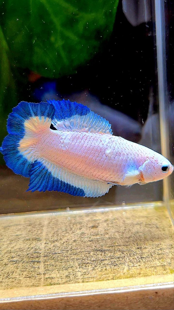 FEMALE PLAKAT DOUBLE TAIL BLUE RIM BUTTERFLY BETTA FISH minus warts