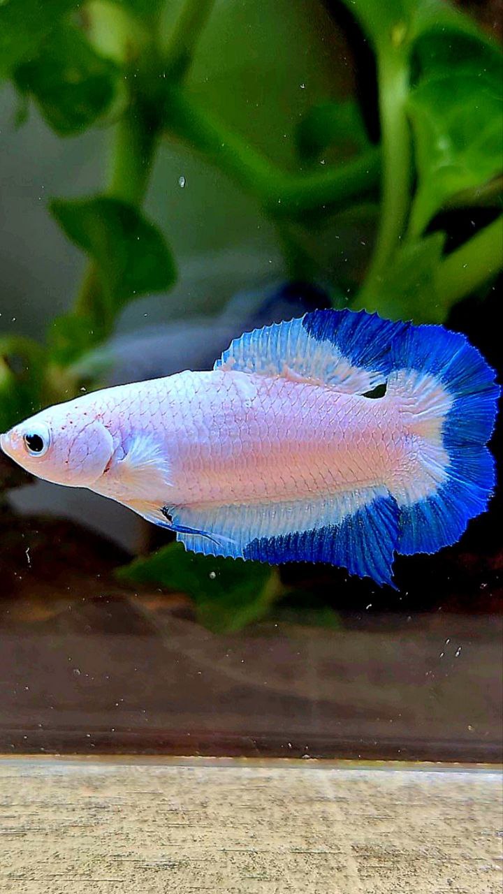FEMALE PLAKAT DOUBLE TAIL BLUE RIM BUTTERFLY BETTA FISH minus warts