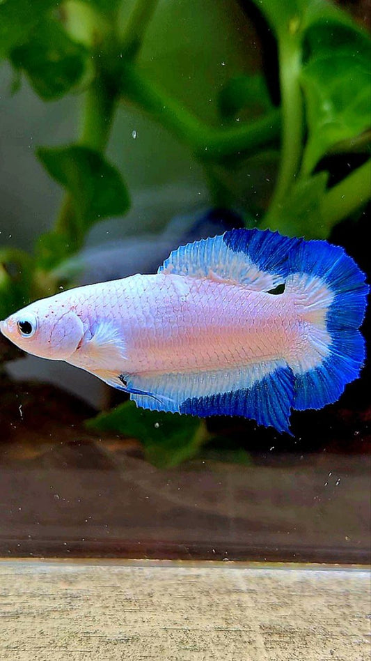 FEMALE PLAKAT DOUBLE TAIL BLUE RIM BUTTERFLY BETTA FISH minus warts